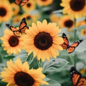 Meet your Posher, Cat